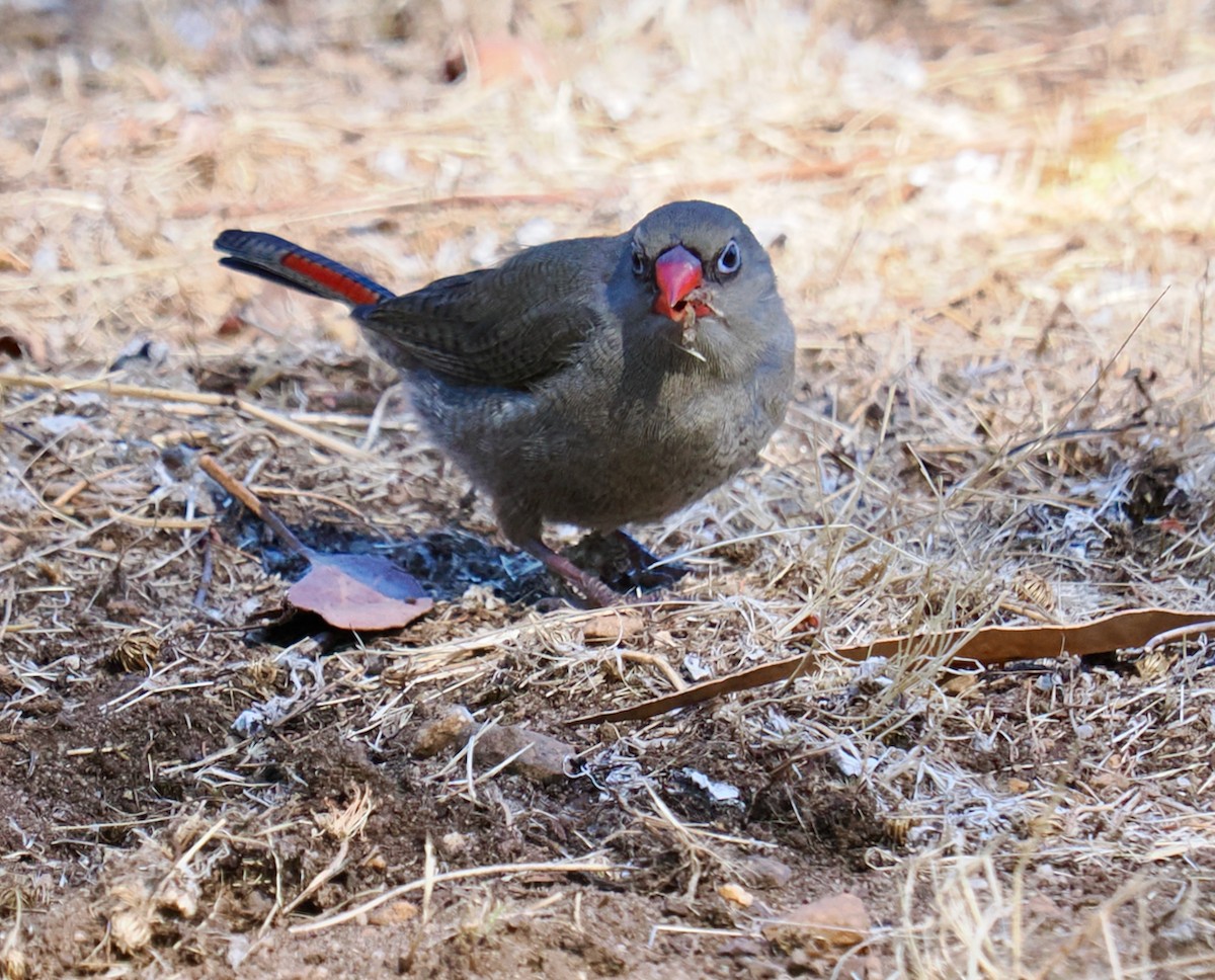 Red-eared Firetail - ML616138578