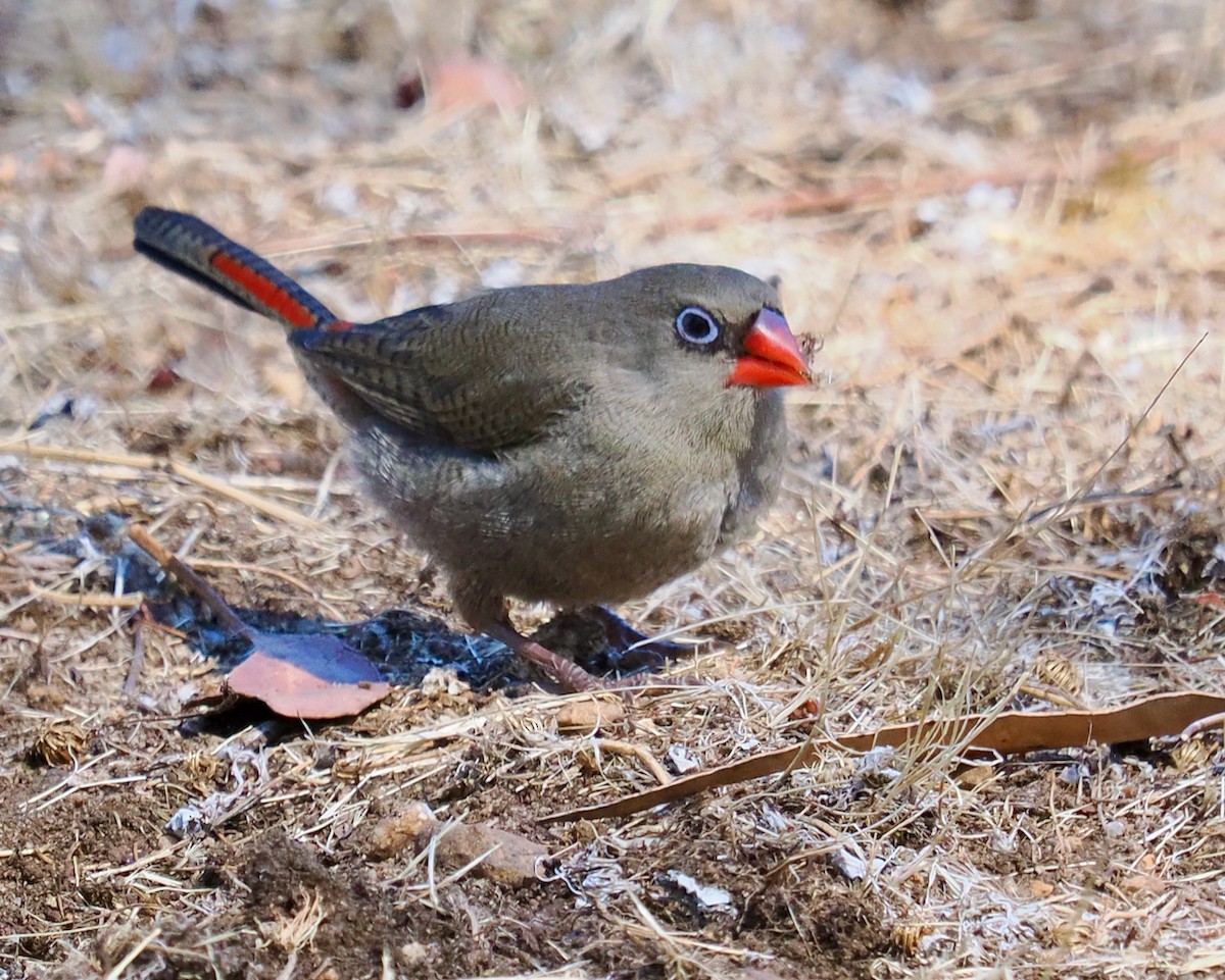 Red-eared Firetail - ML616138579