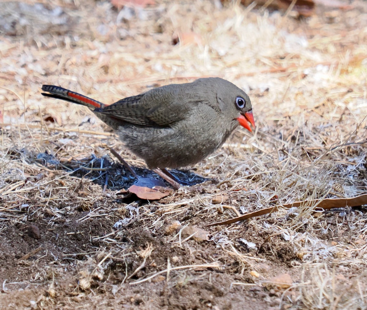 Red-eared Firetail - ML616138580