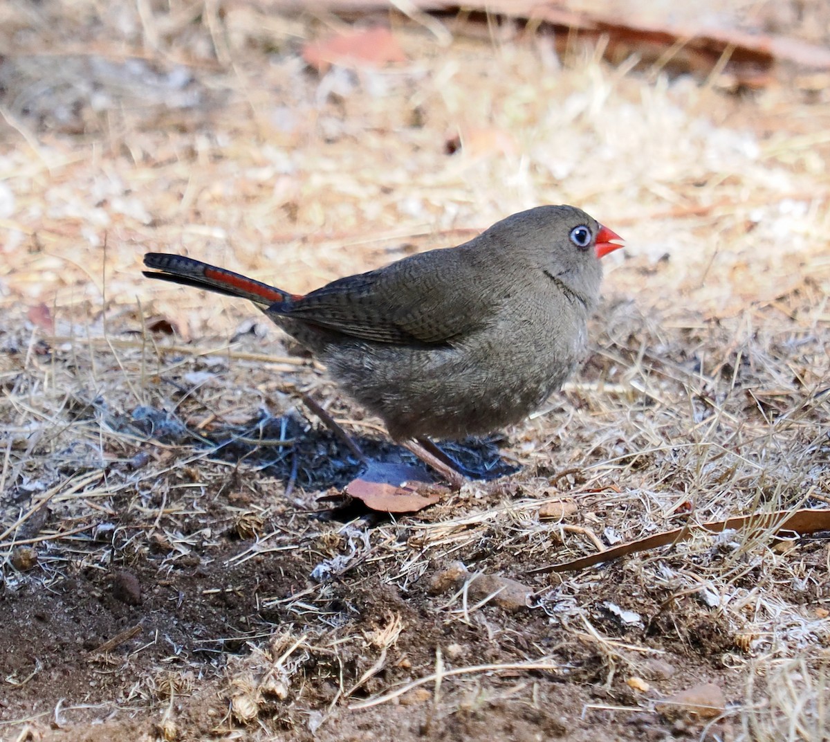 Red-eared Firetail - ML616138581