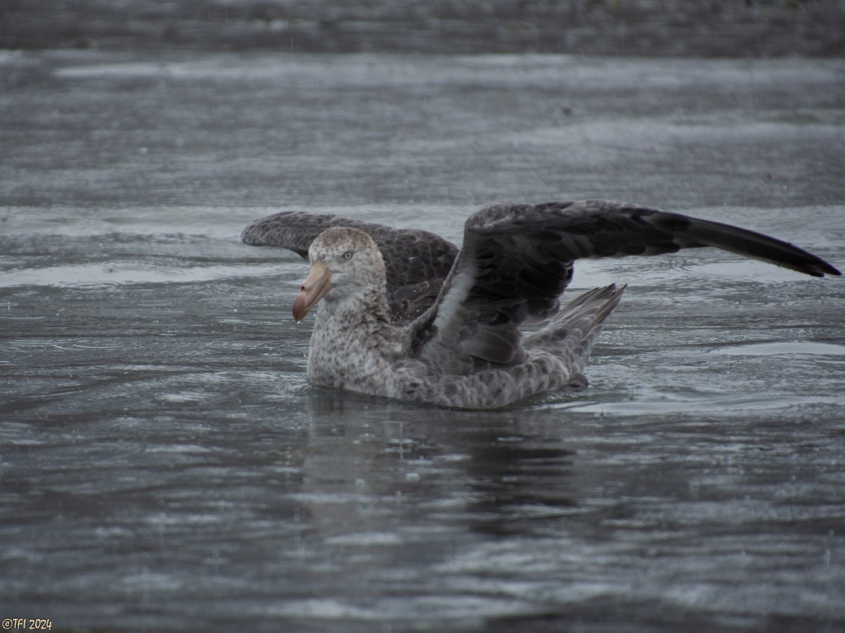 Northern Giant-Petrel - T I