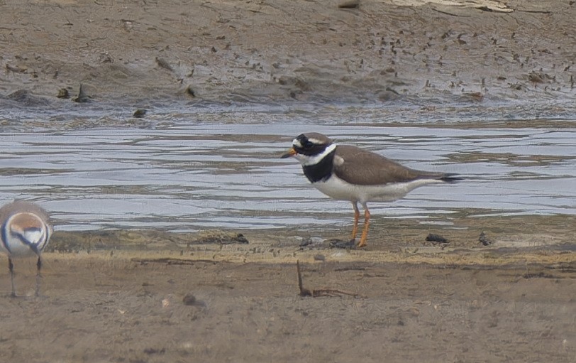 Common Ringed Plover - ML616138660
