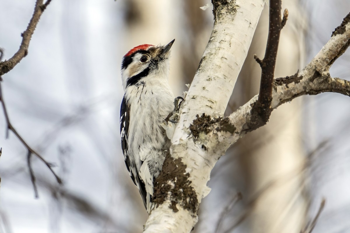 Lesser Spotted Woodpecker - ML616138707