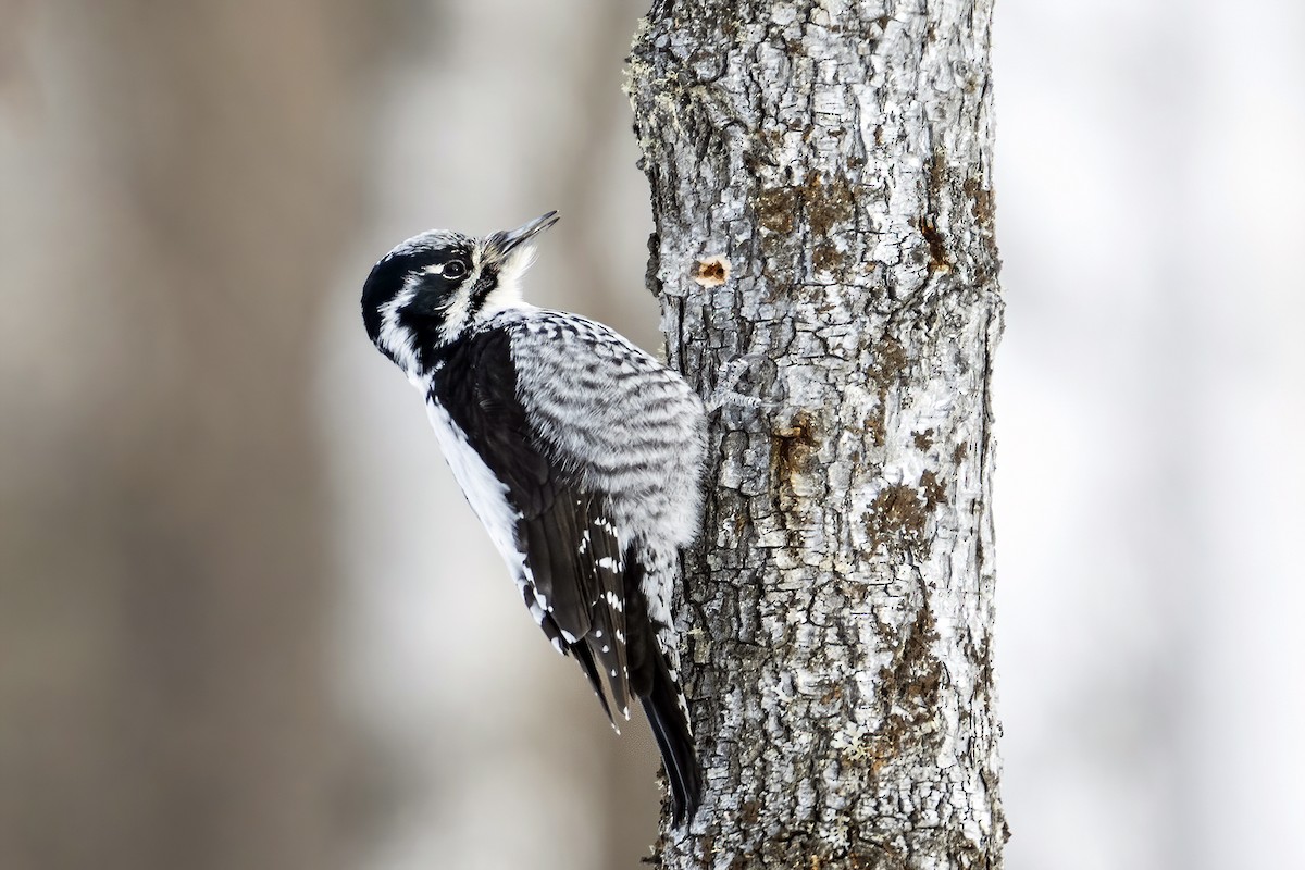 Eurasian Three-toed Woodpecker - Su Li