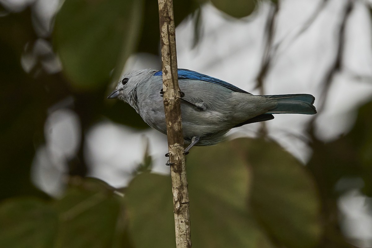 Blue-gray Tanager - ML616138900
