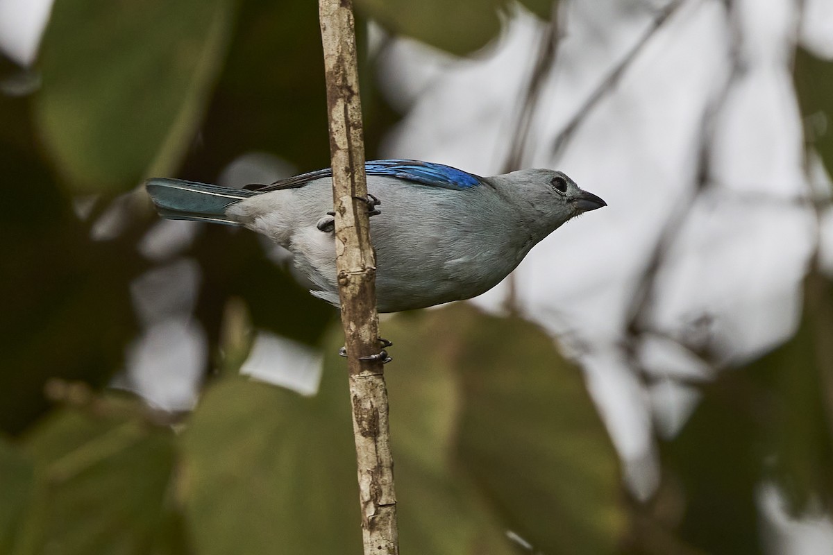 Blue-gray Tanager - ML616138901