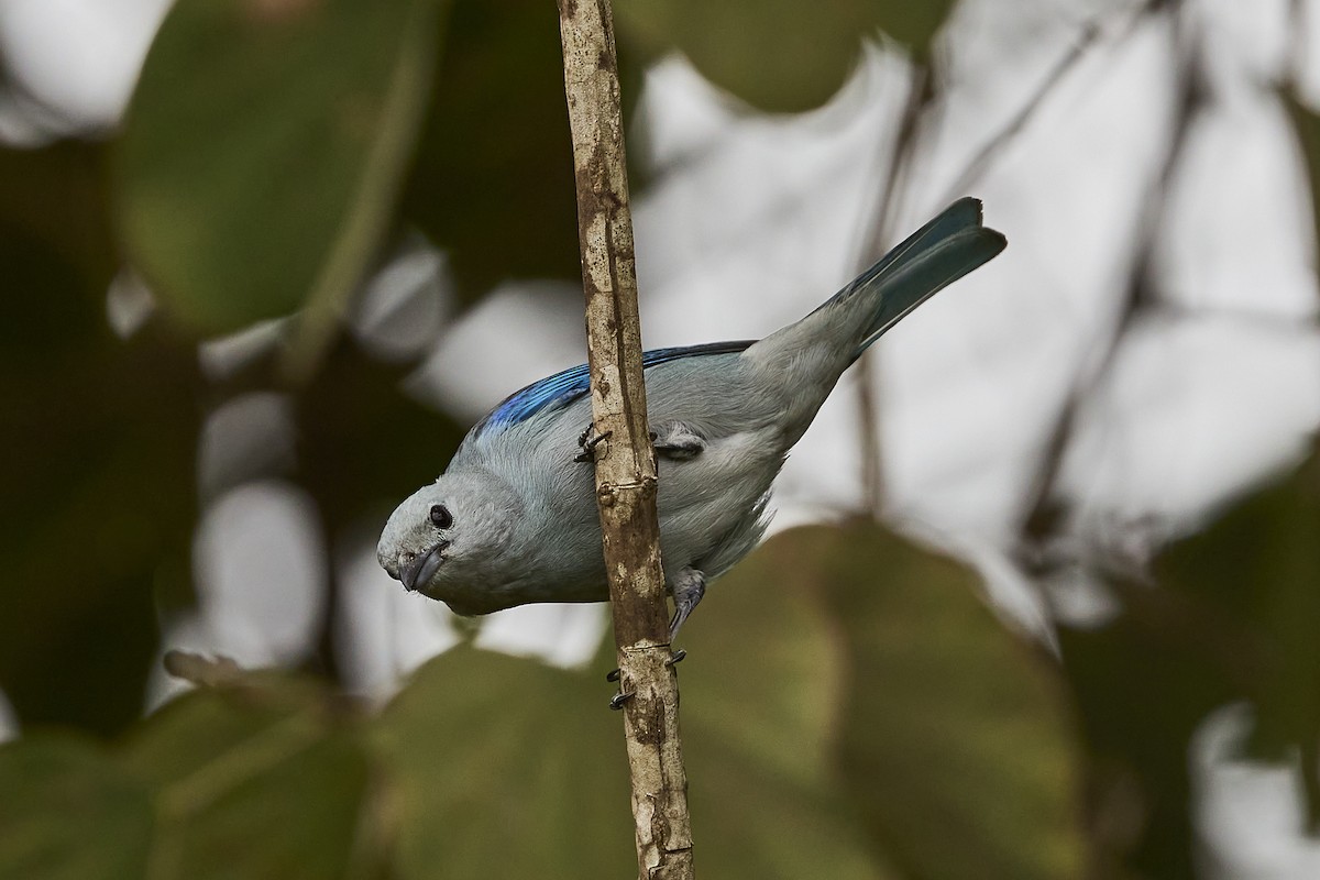 Blue-gray Tanager - ML616138902