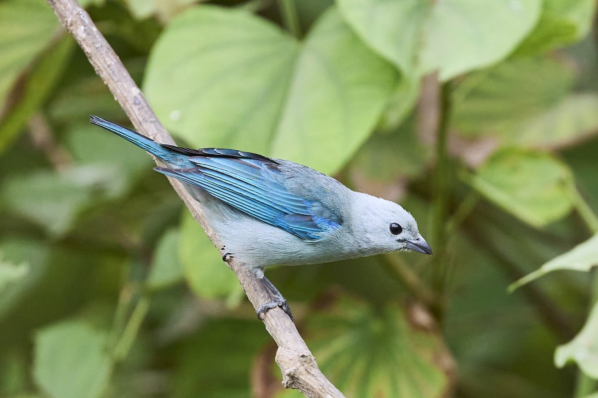 Blue-gray Tanager - ML616138903