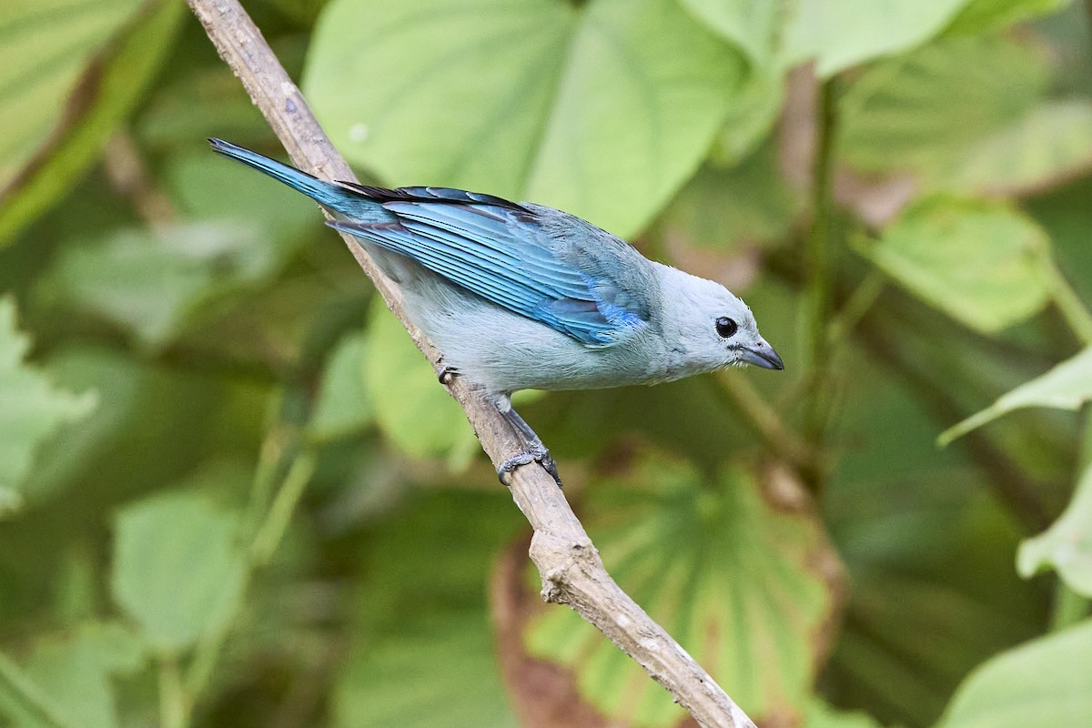 Blue-gray Tanager - ML616138904