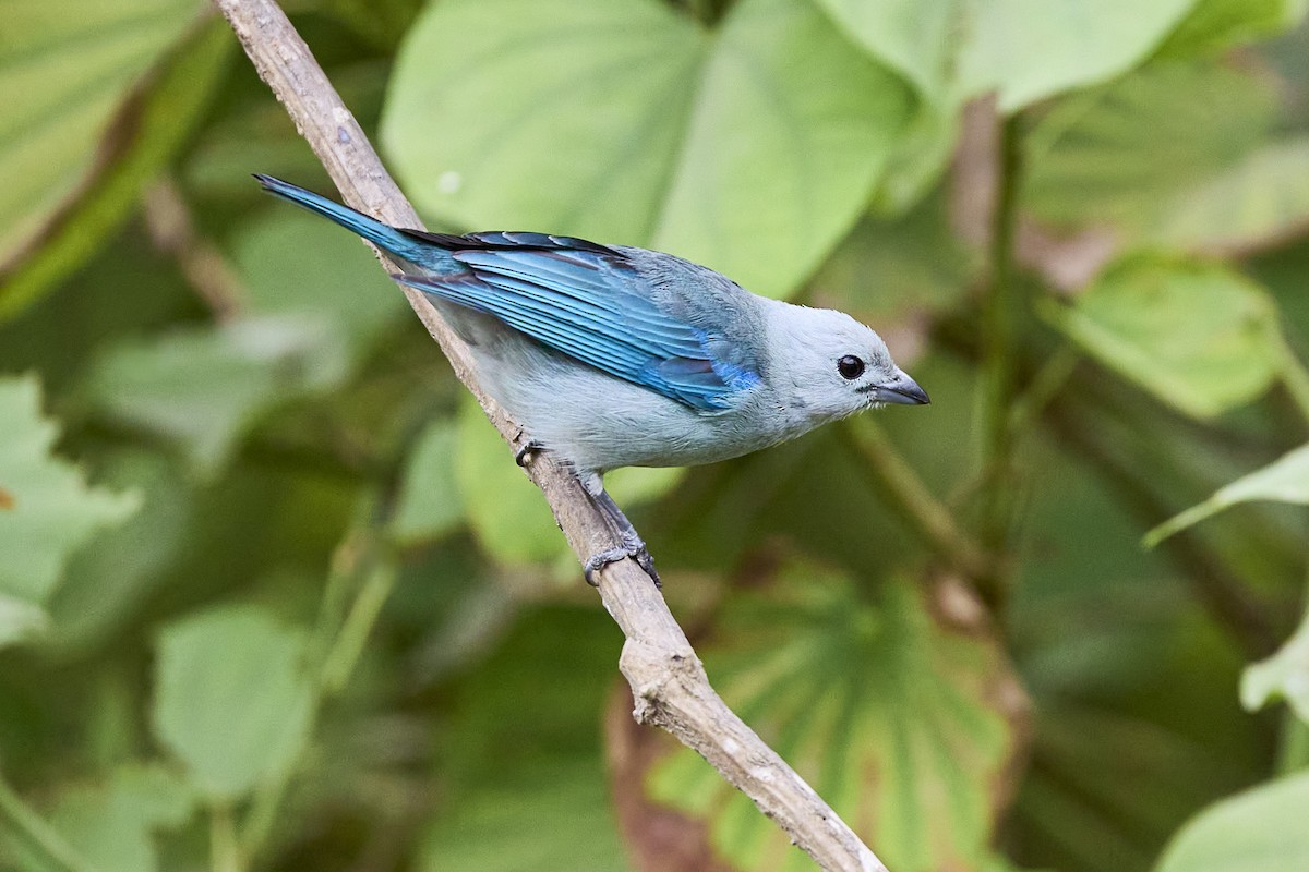 Blue-gray Tanager - ML616138905