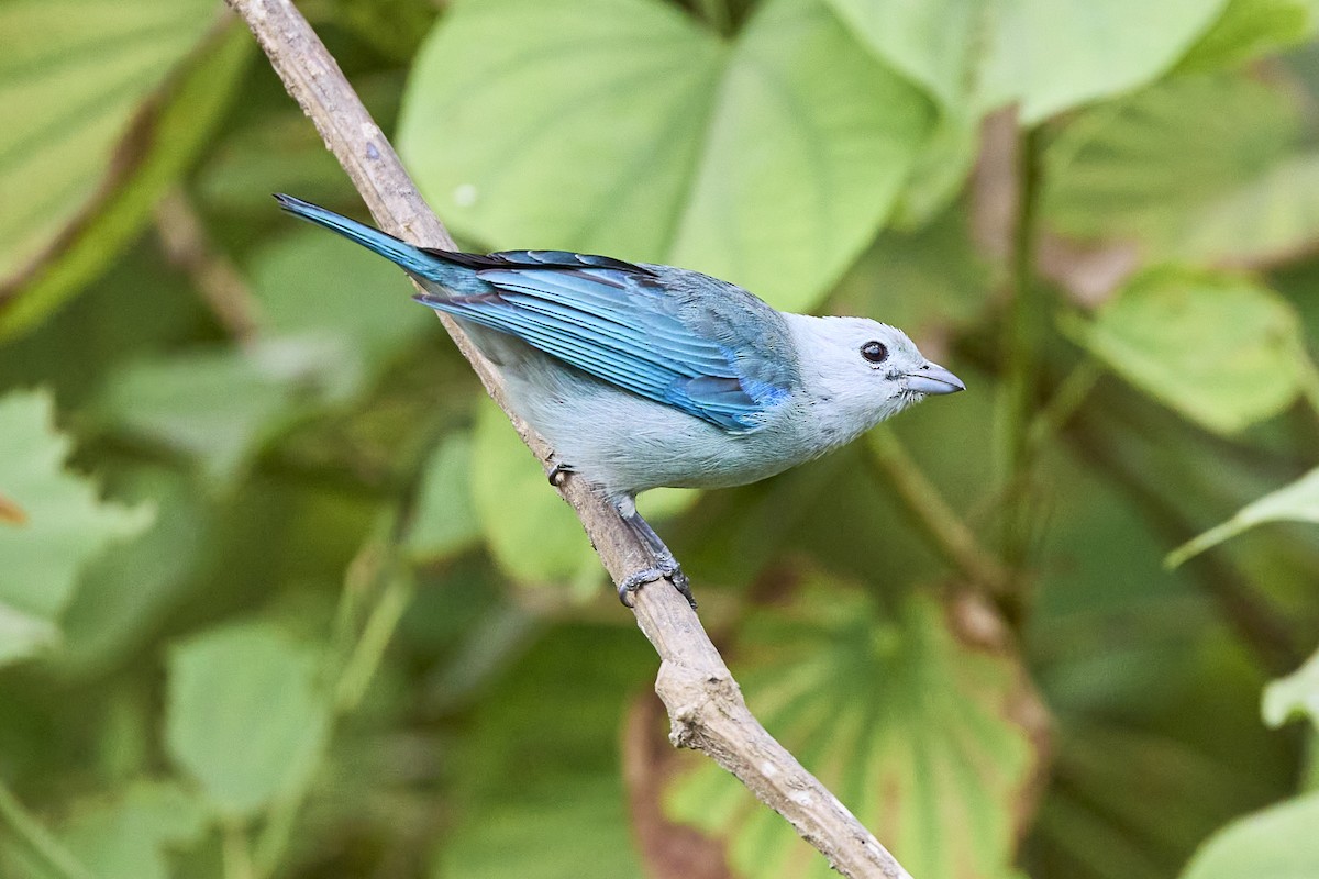 Blue-gray Tanager - ML616138906