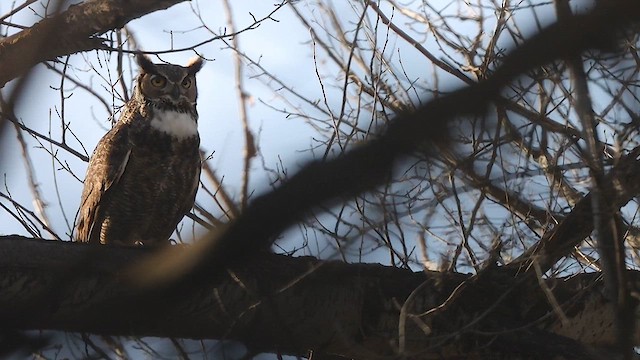 Great Horned Owl - ML616139098