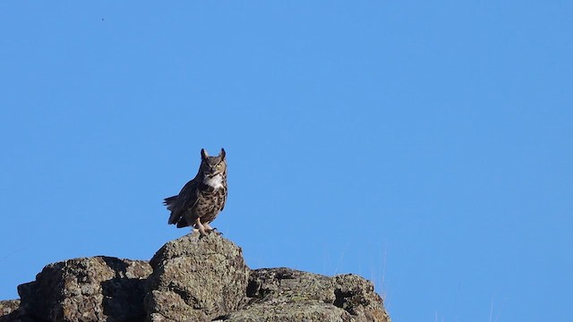 Great Horned Owl - ML616139100