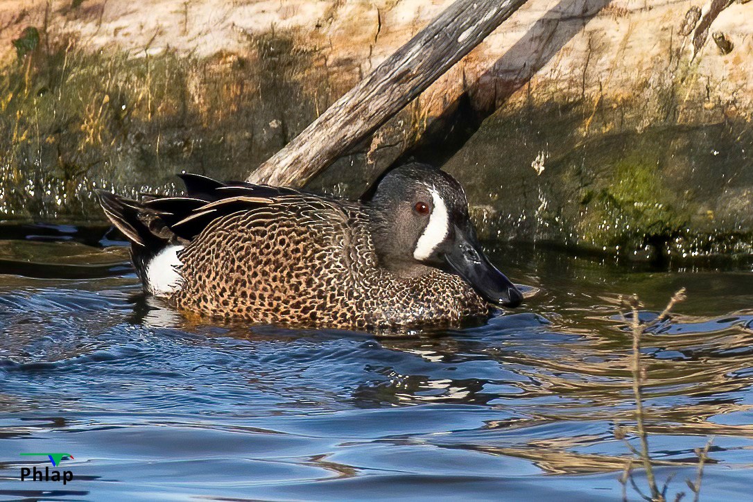 Blue-winged Teal - ML616139168