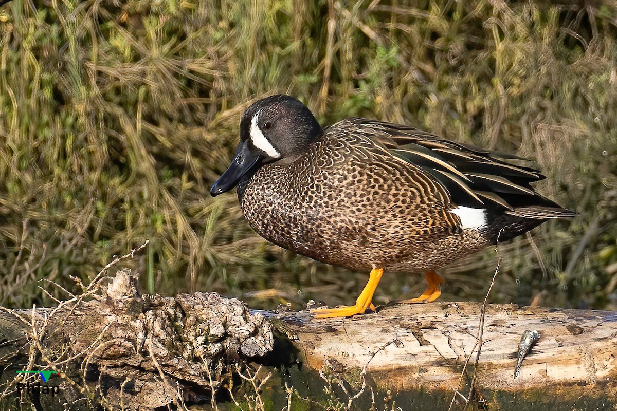 Blue-winged Teal - ML616139169