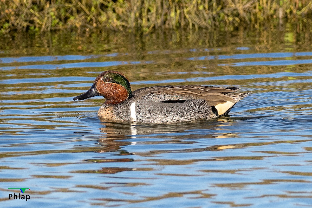 Green-winged Teal - ML616139170
