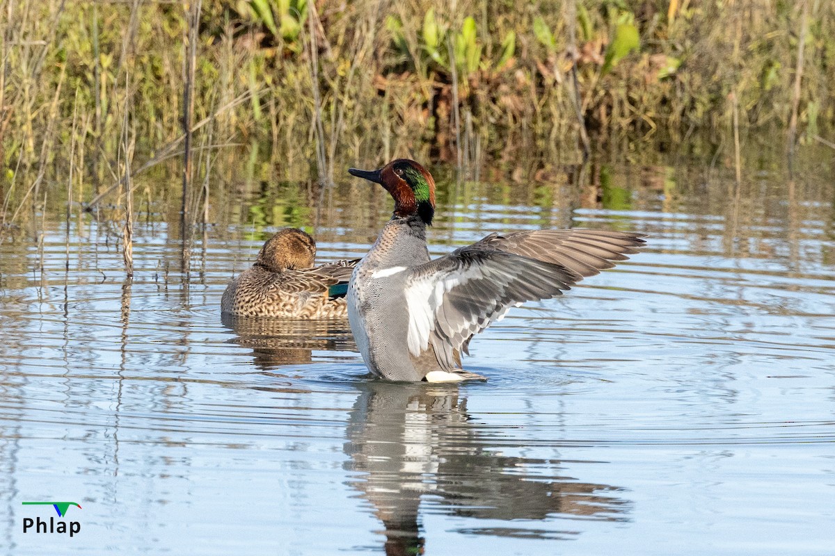 Green-winged Teal - ML616139171