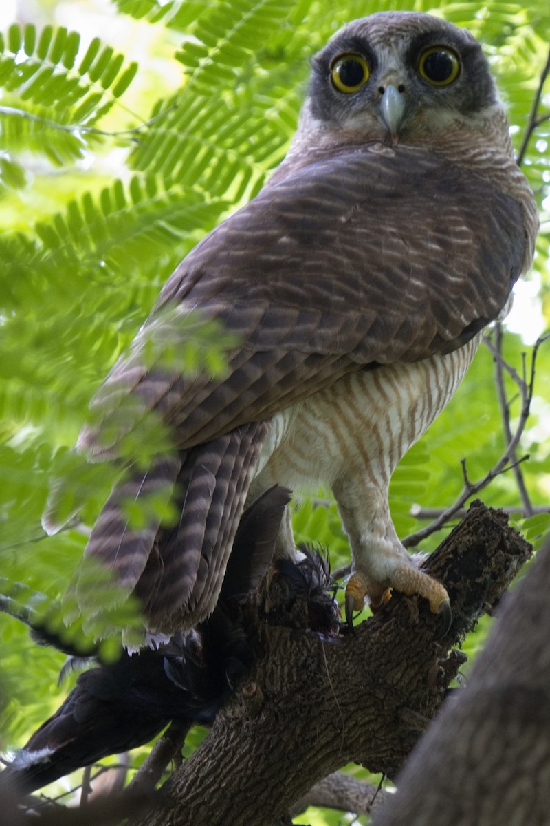 Rufous Owl - ML616139186