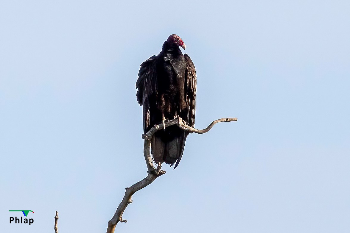 Turkey Vulture - ML616139193