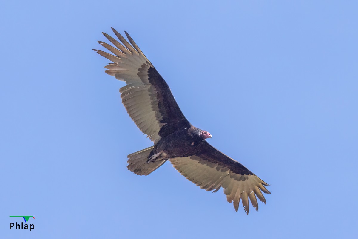 Turkey Vulture - ML616139194