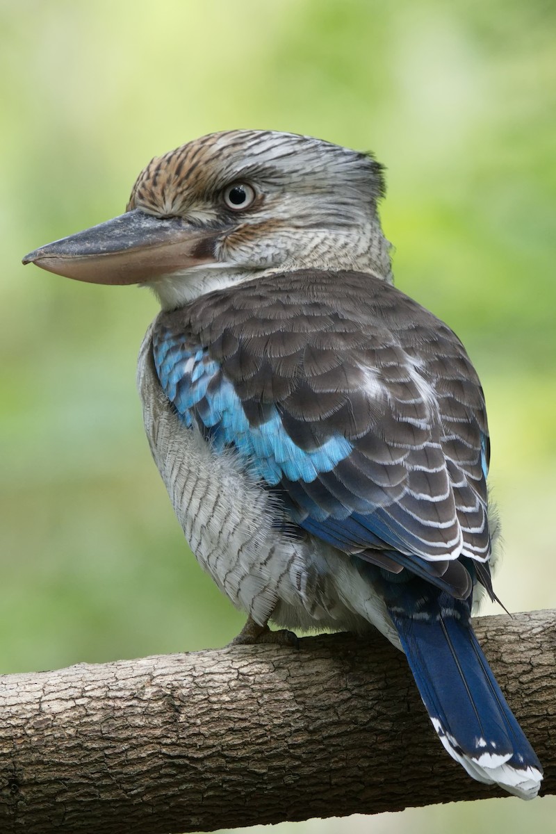 Blue-winged Kookaburra - ML616139198