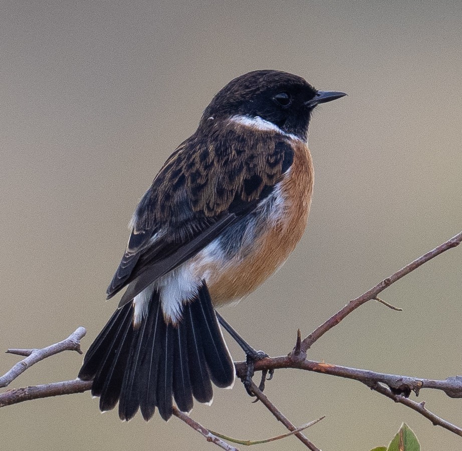 African Stonechat - ML616139215