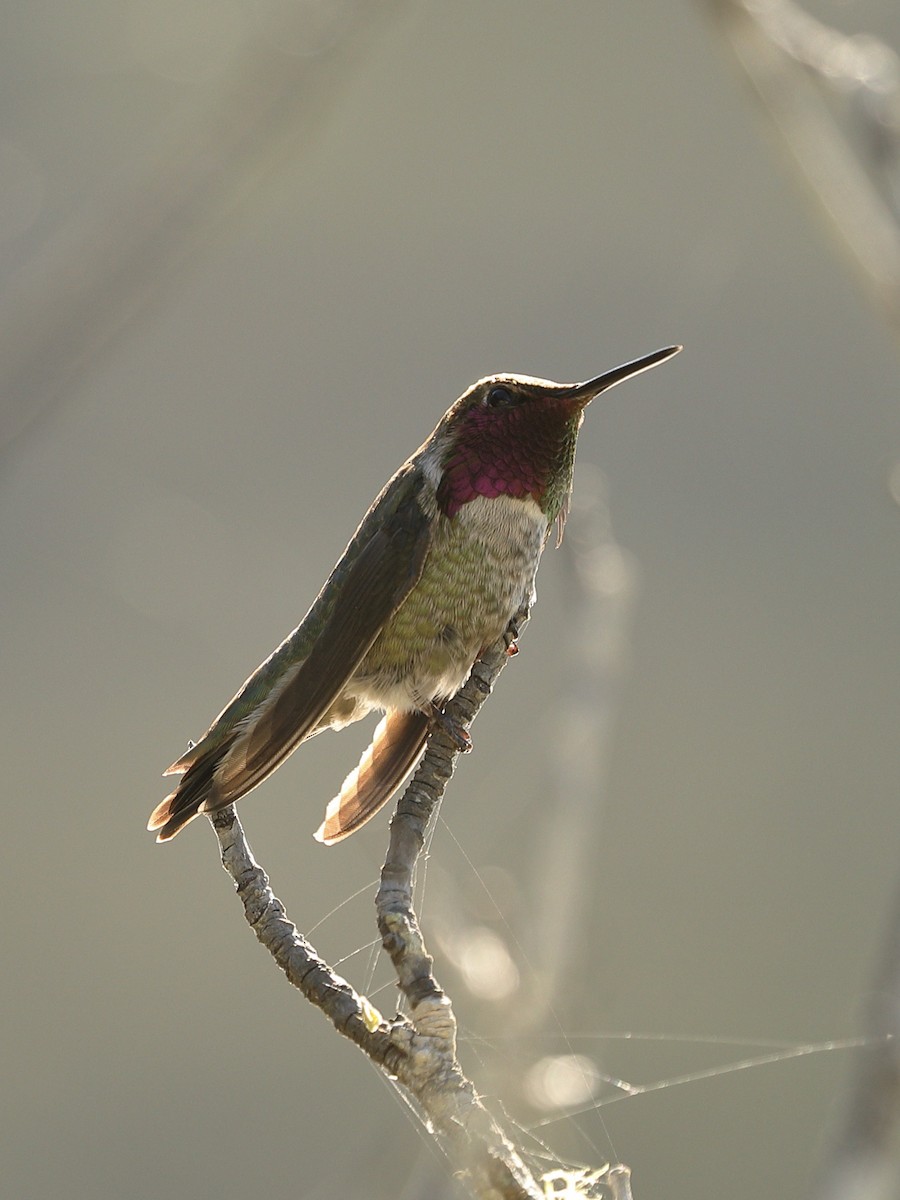 Anna's Hummingbird - ML616139327