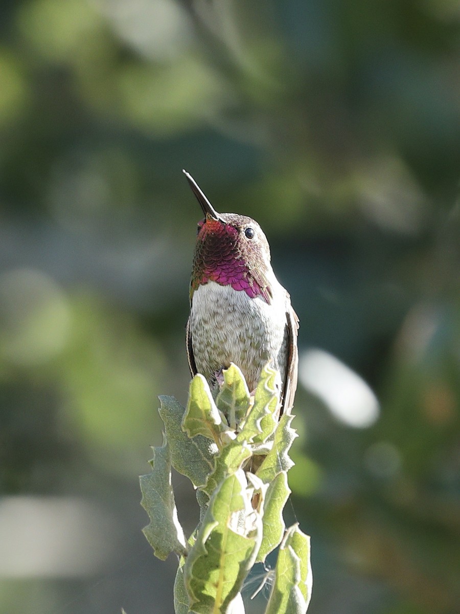 Anna's Hummingbird - ML616139328