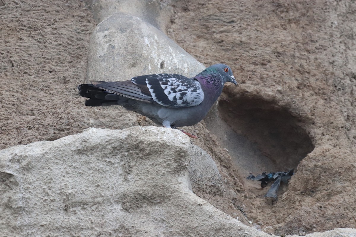 Rock Pigeon (Feral Pigeon) - ML616139371