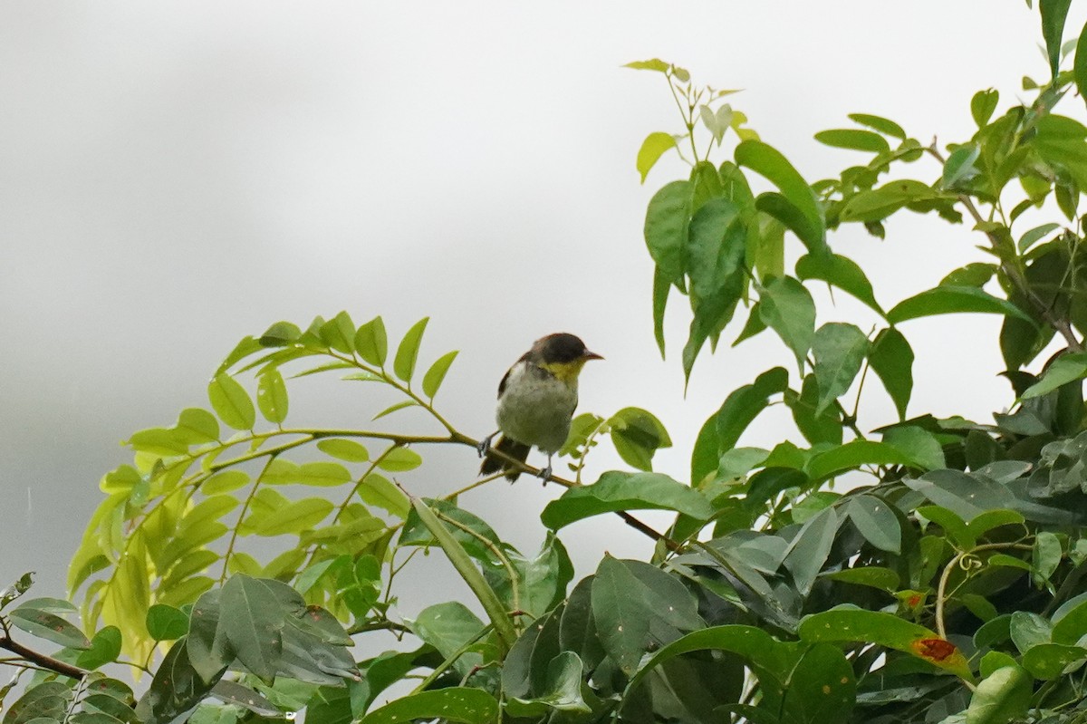 Yellow-backed Tanager - ML616139555