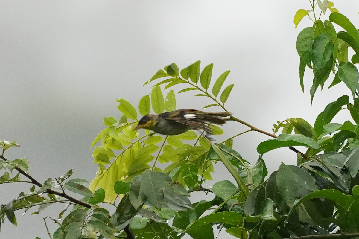 Yellow-backed Tanager - ML616139556