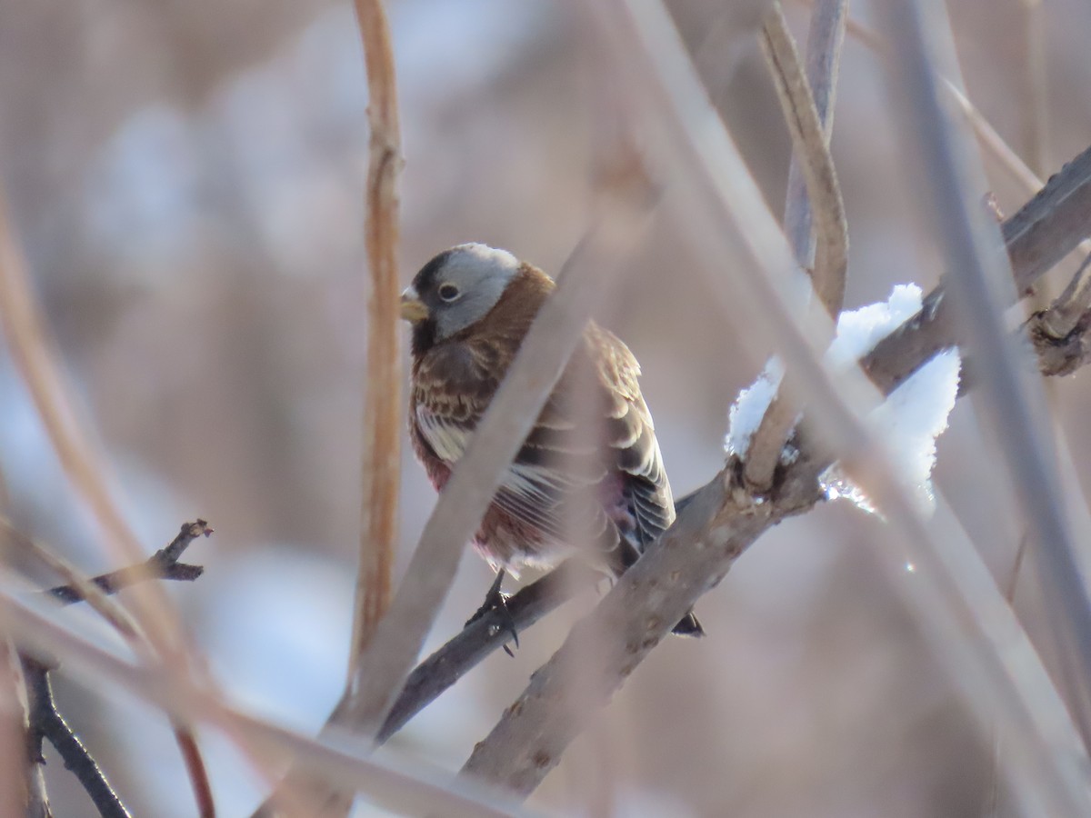 Gray-crowned Rosy-Finch - ML616139680