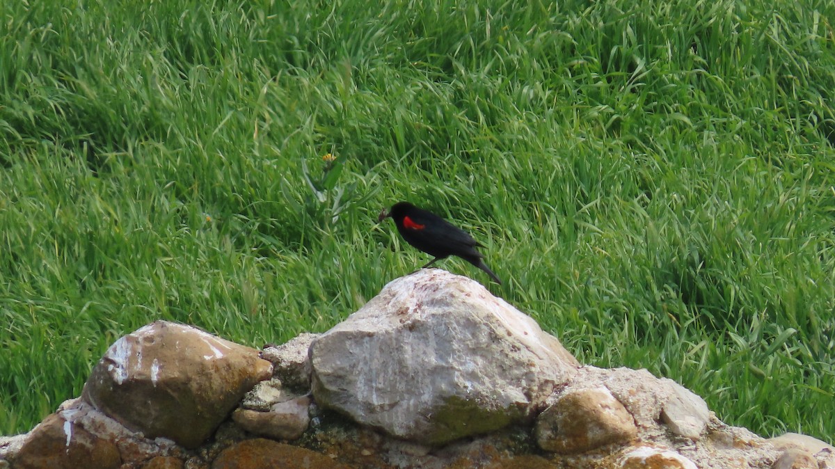 Red-winged Blackbird - ML616139761