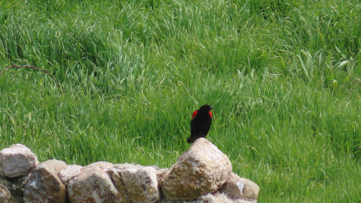 Red-winged Blackbird - ML616139863