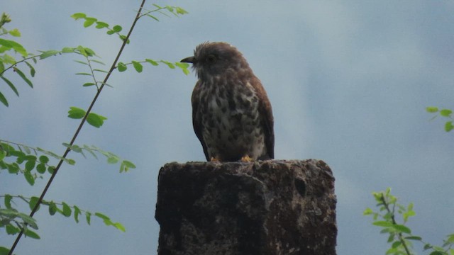 Common Hawk-Cuckoo - ML616139911