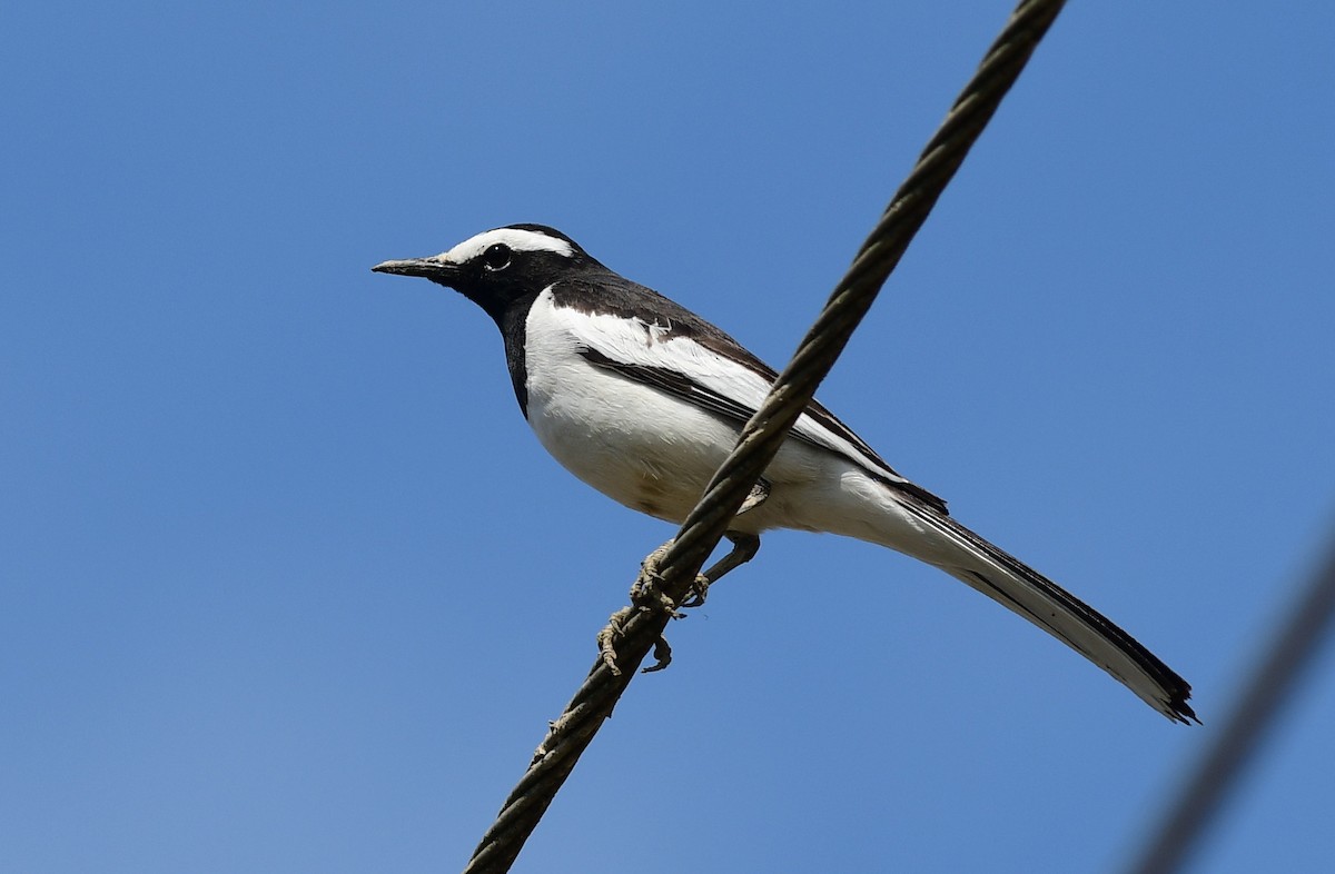 White-browed Wagtail - ML616139939