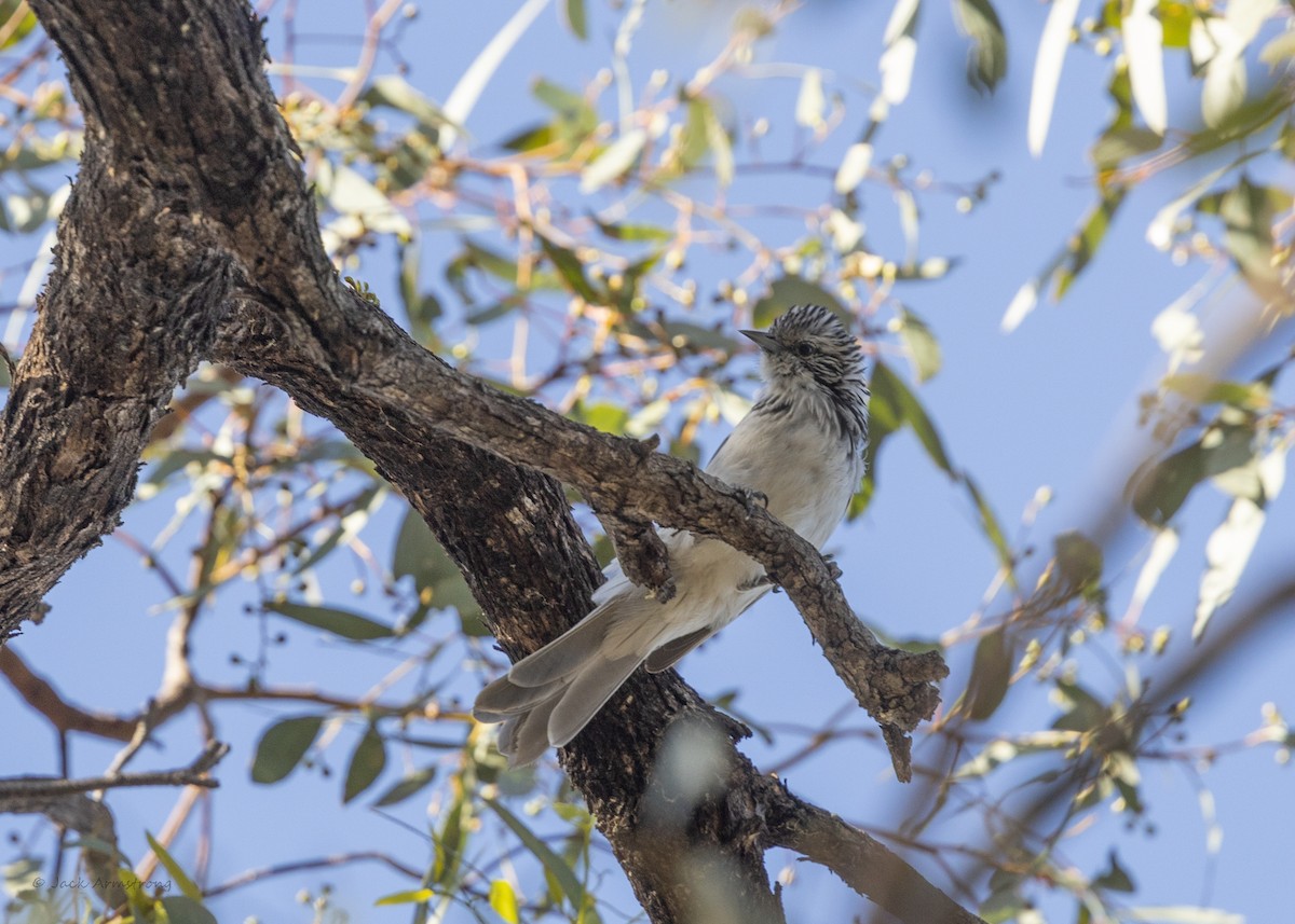 Striped Honeyeater - Jack Armstrong