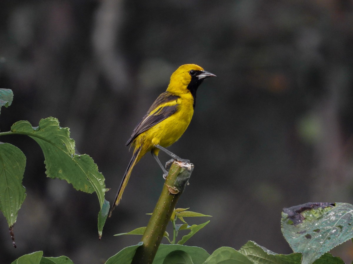 Yellow-tailed Oriole - ML616140244