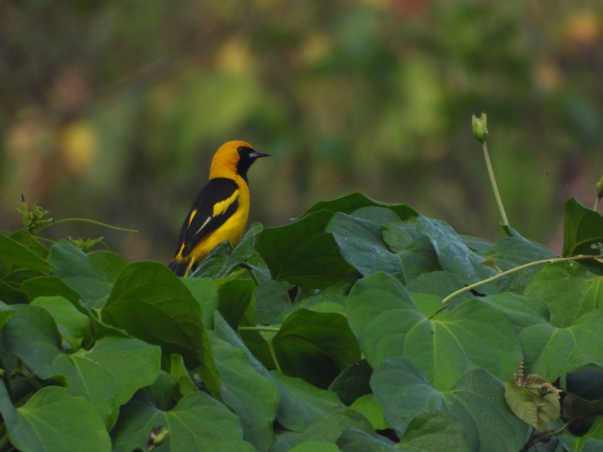 Yellow-tailed Oriole - ML616140277