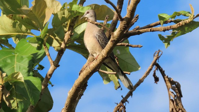 Spotted Dove - ML616140288