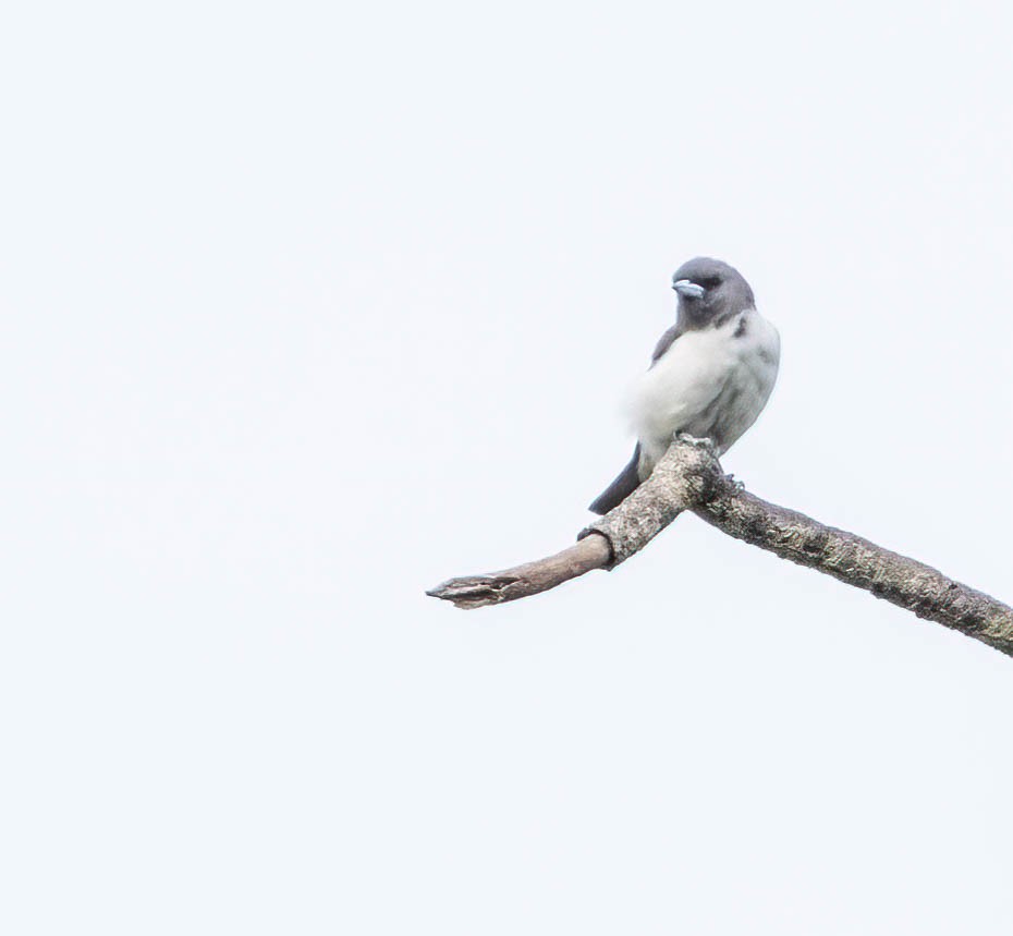 White-breasted Woodswallow - ML616140384