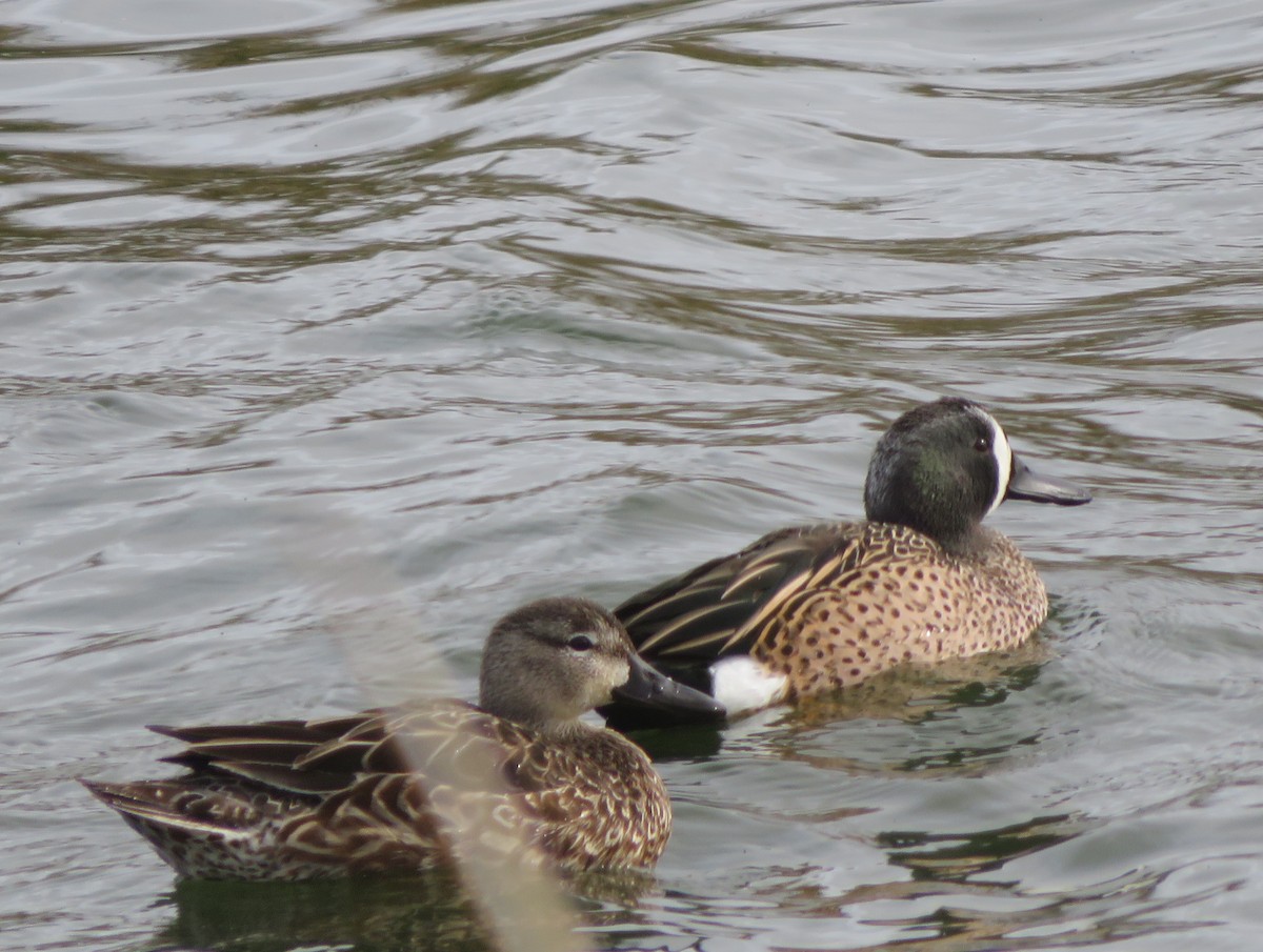 Blue-winged Teal - ML616140508