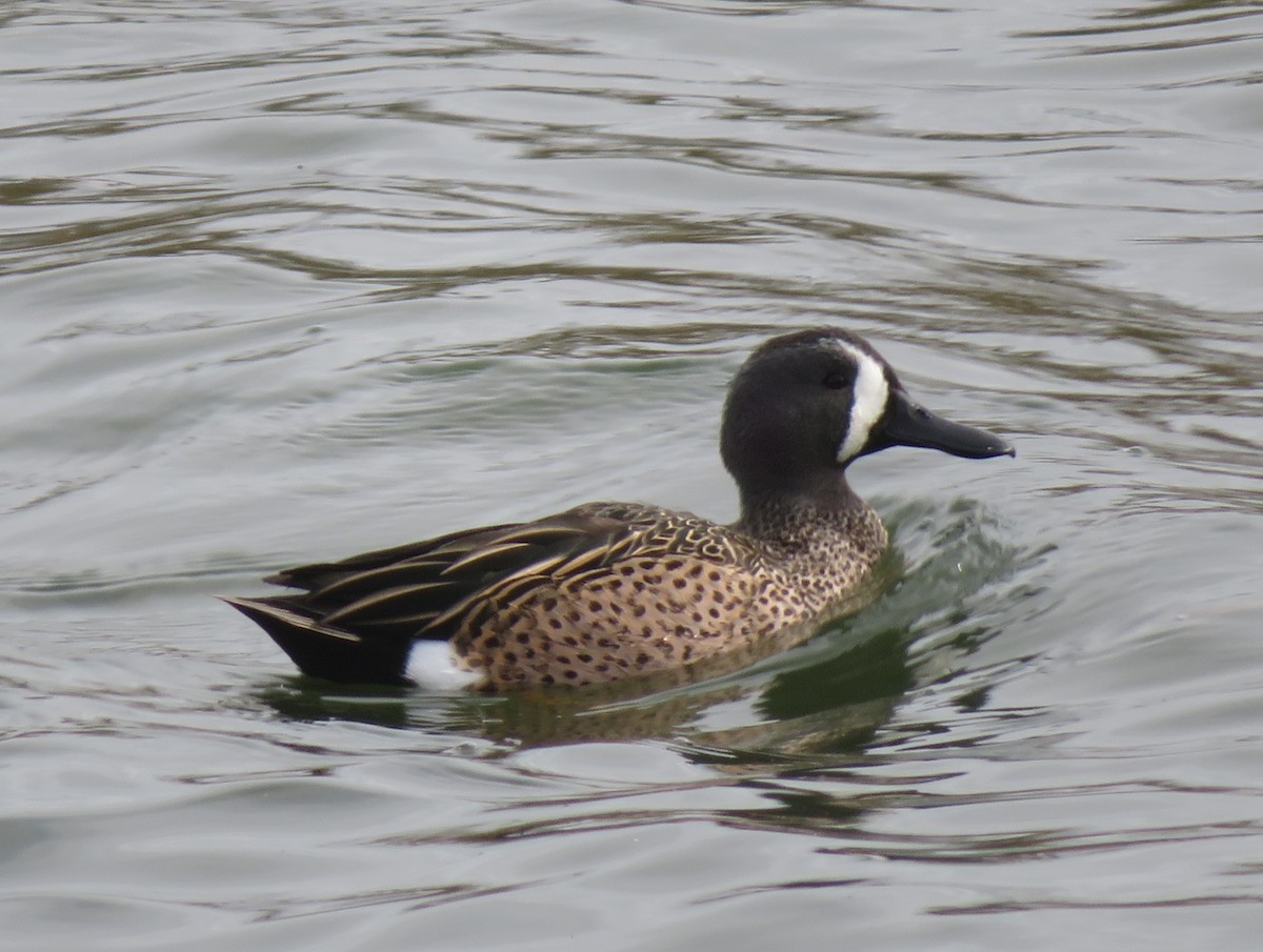 Blue-winged Teal - ML616140514