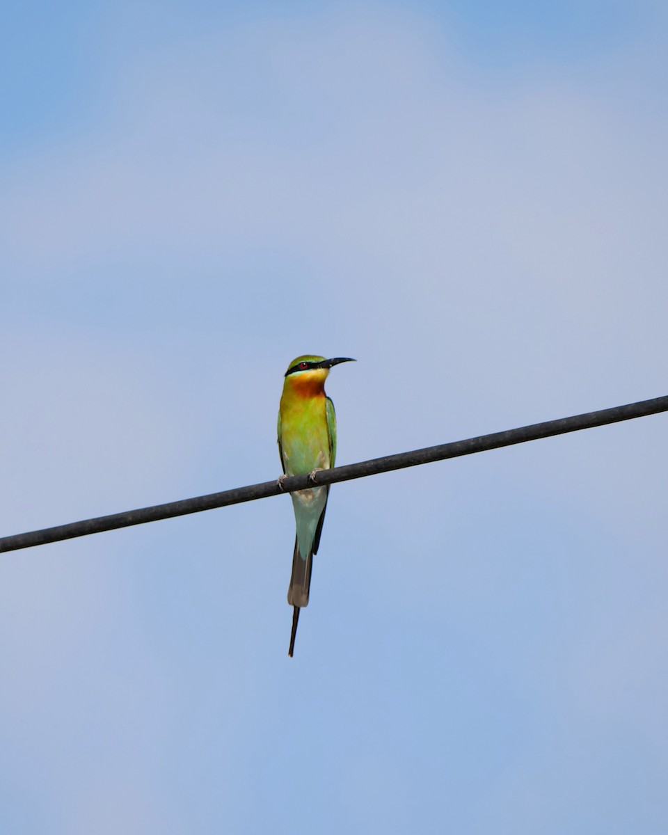 Blue-tailed Bee-eater - ML616140542