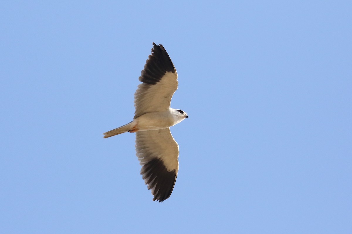 Black-winged Kite (African) - ML616140543