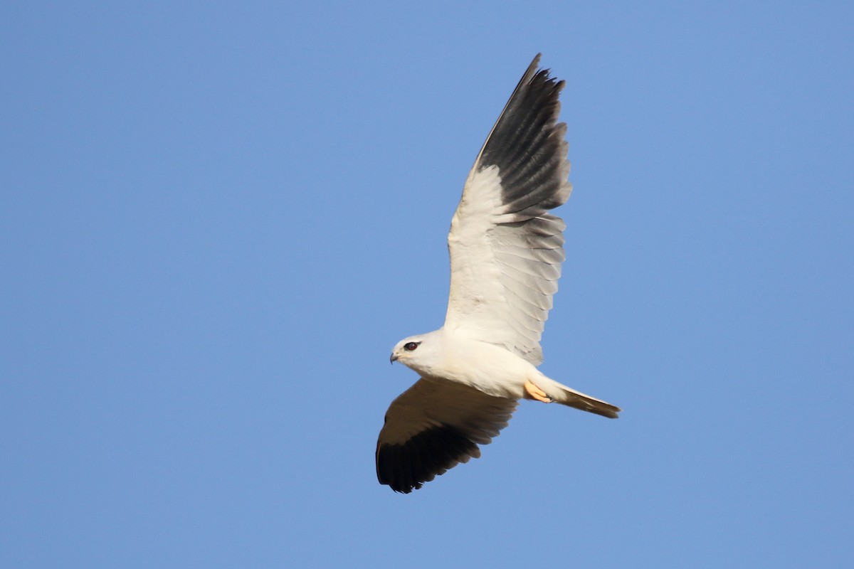 Black-winged Kite (African) - ML616140544