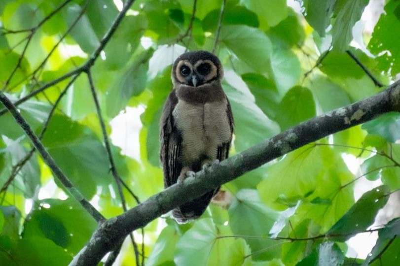 Brown Wood-Owl (Brown) - david Sautebin
