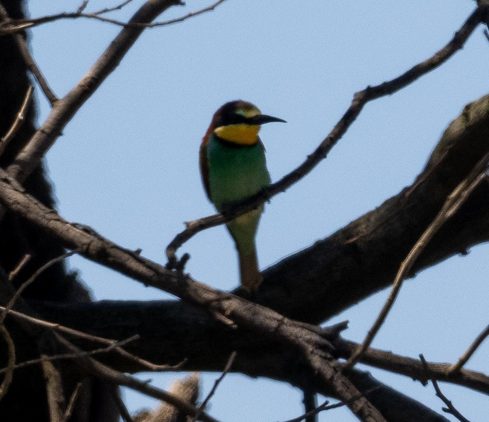 European Bee-eater - Sam Zuckerman