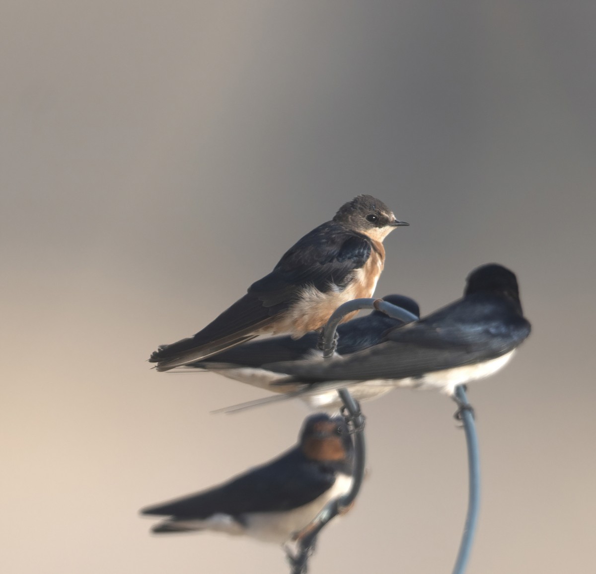 Barn Swallow (Tytler's) - ML616141024