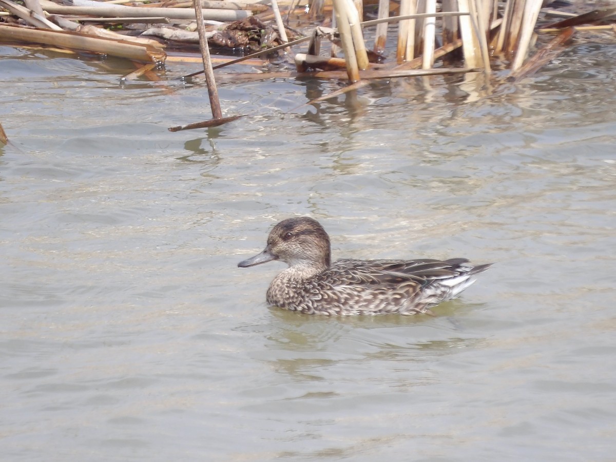 Green-winged Teal - ML616141520